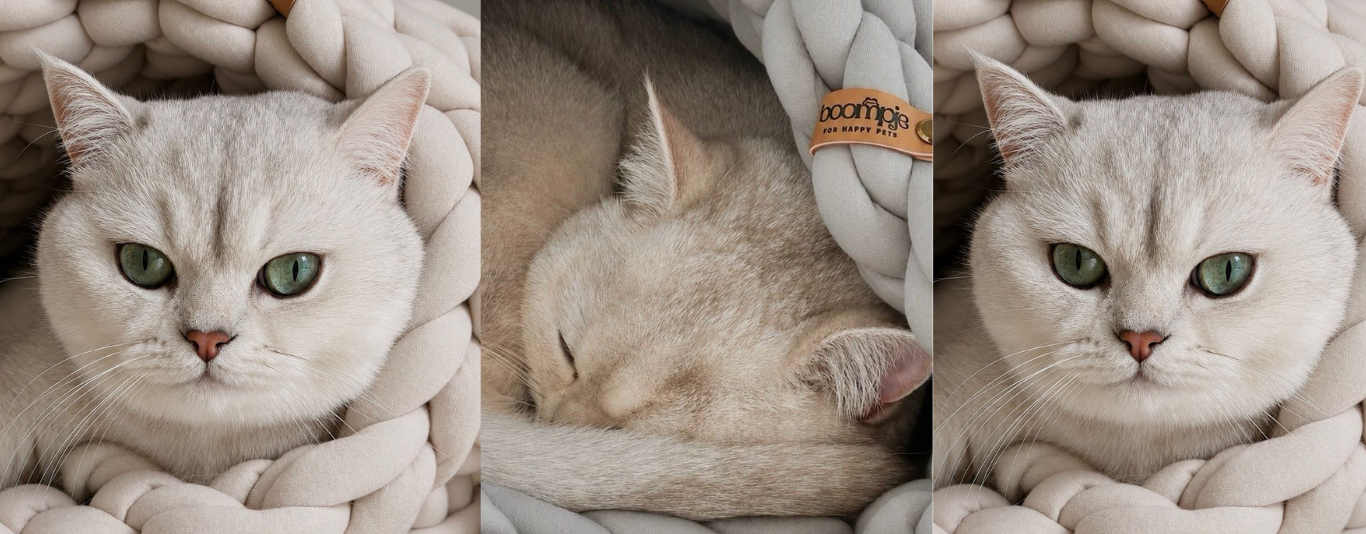 Boompje kattenproducten in een licht interieur