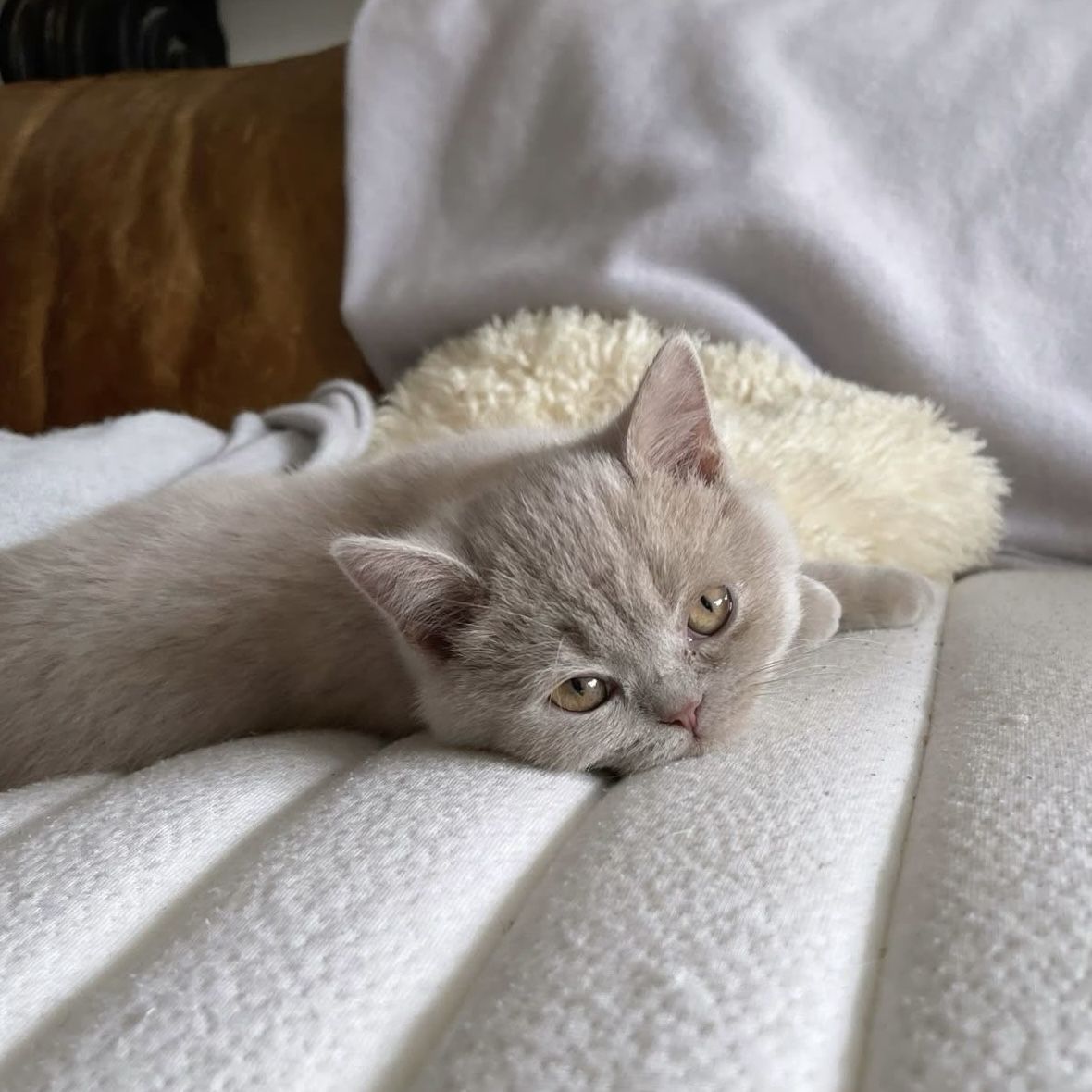 Kat wordt geborsteld met Groomy